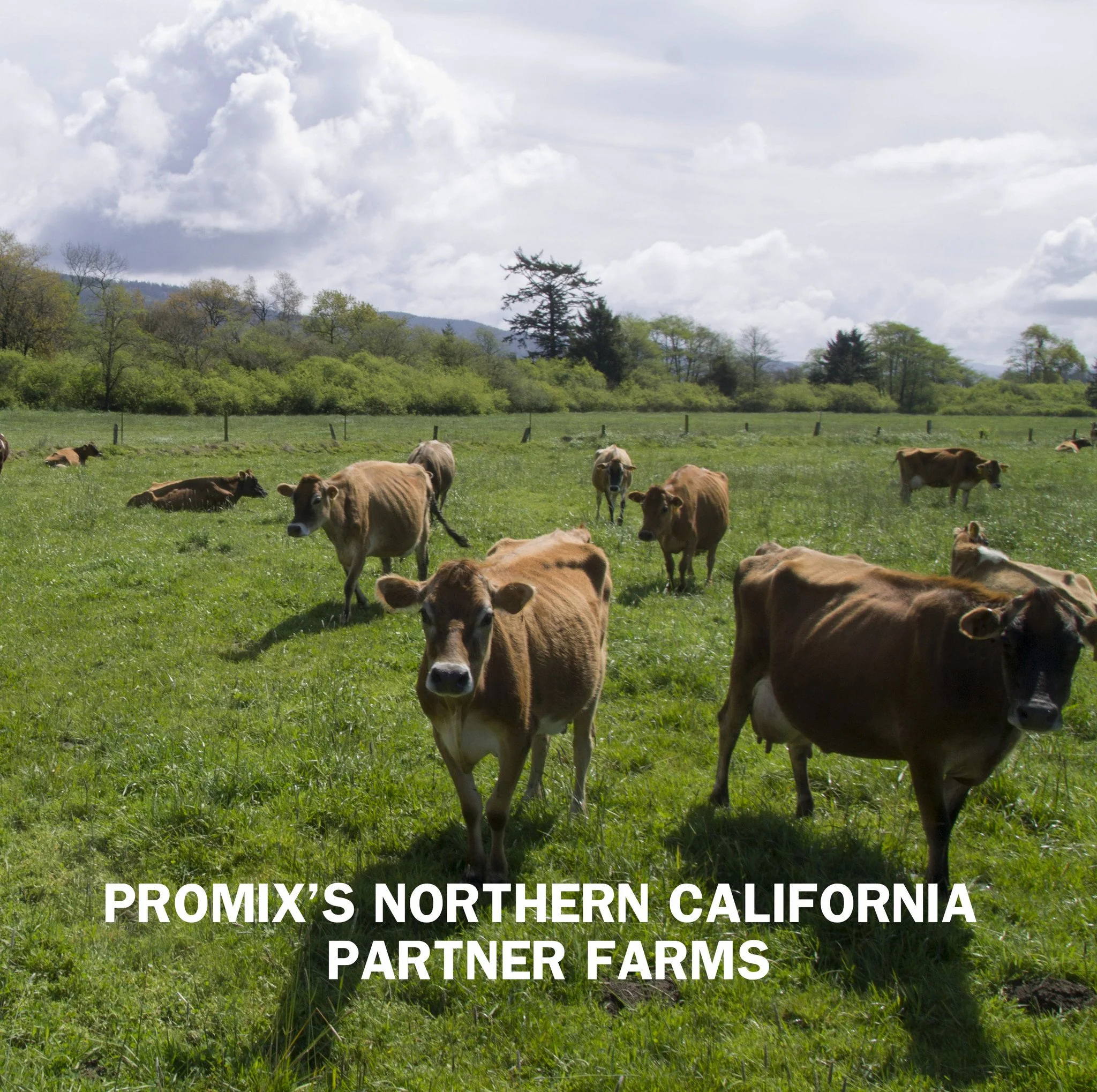 Chocolate Peanut Butter Whey Protein Powder - Image 9